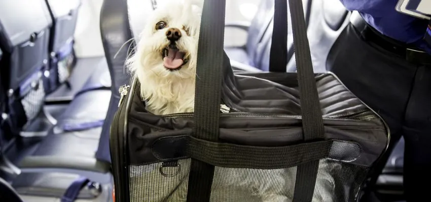 When Does Spirit Airlines Allow Pets