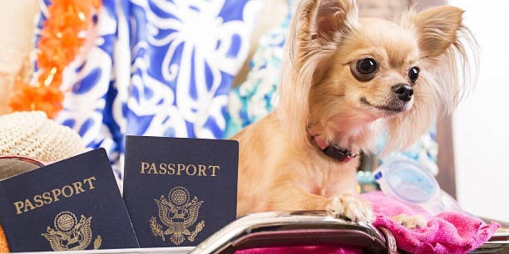 How to Book a Pet Ticket on United Airlines