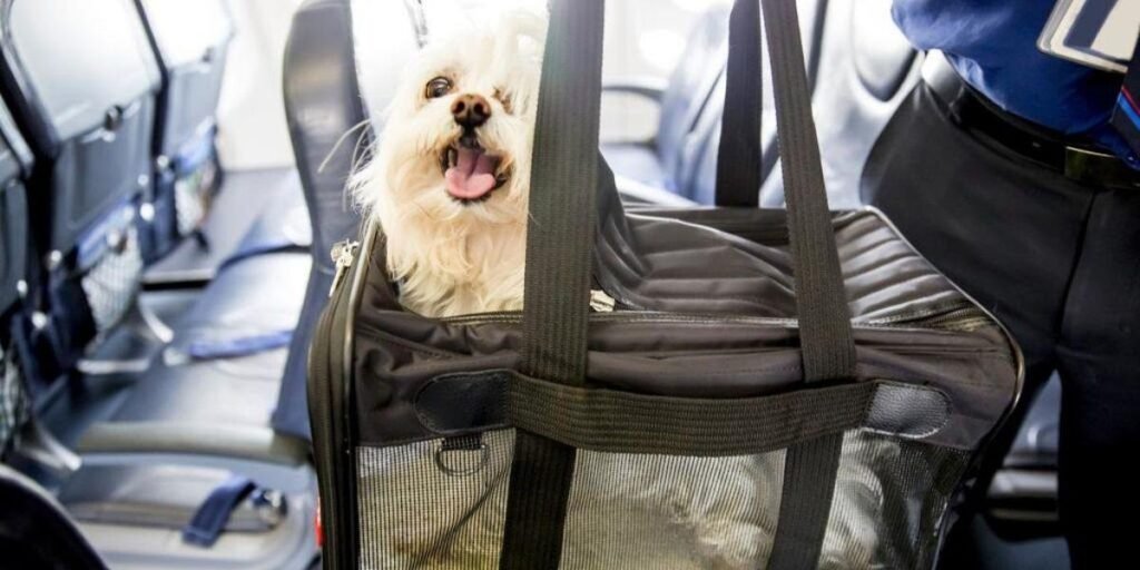 United Airlines Pet Policy